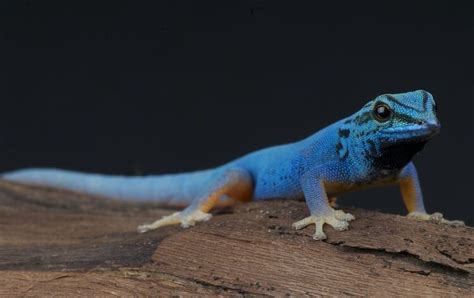 100 best gecko names ideas for your crested pet lizard – Artofit