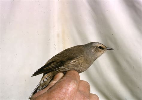 Brown Treecreeper The Australian Museum