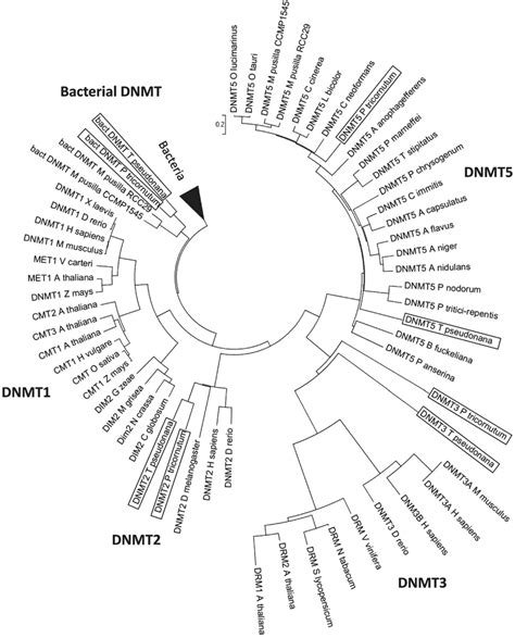 Dnmts Phylogenetic Reconstruction Bootstrap Supported Phylogenetic