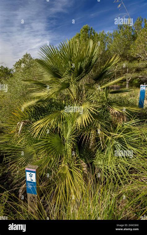 Palmera Enana Hi Res Stock Photography And Images Alamy