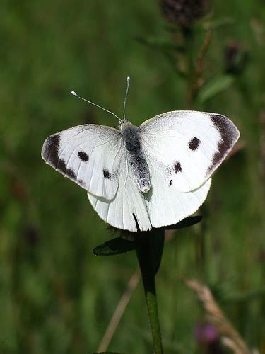 Myths, Symbolism and Meaning of White Butterflies