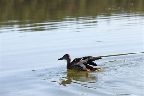 Patos Salvajes Flotando En El Agua Del Lago O R O Patos Salvajes