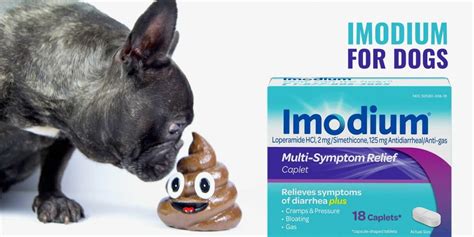 Imodium for Dogs – Dog Diarrhea, Safety, Dosage, Top Tips & FAQ