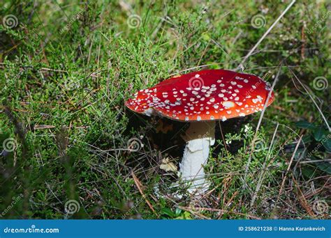 Mushrooms Toadstools Fly Red Mushrooms Fungi Red Amanita In Forest