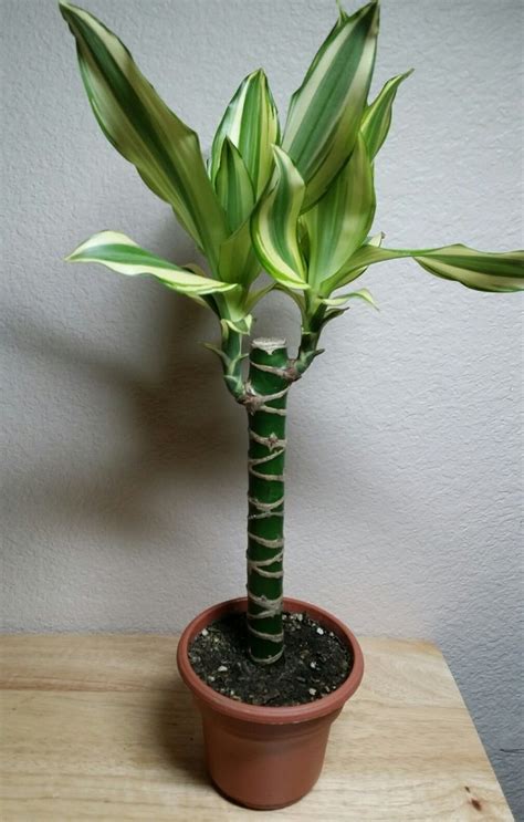 Creme And Green Corn Plant Dracaena 6 Pot Easy To Grow House Plant Patio