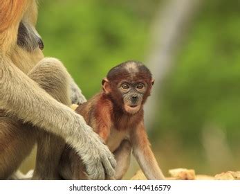 Baby Proboscis Monkey Stock Photo 440956930 | Shutterstock