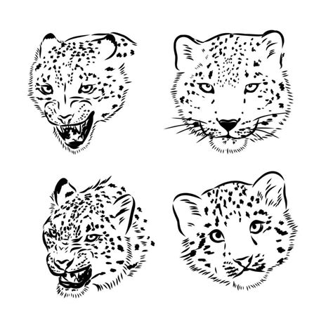 Snow Leopard Vector Sketch Vector Art At Vecteezy