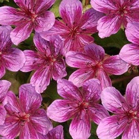 GERANIUM Soboliferum Starman Jardins De Vivaces Geranium Vivace Arbuste