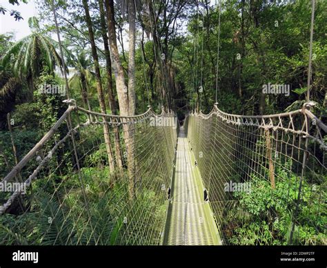 West of nigeria forest hi-res stock photography and images - Alamy