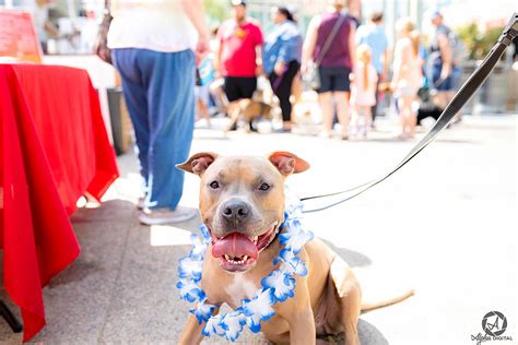 What Need To Know About Rochester's Dogs Downtown Event