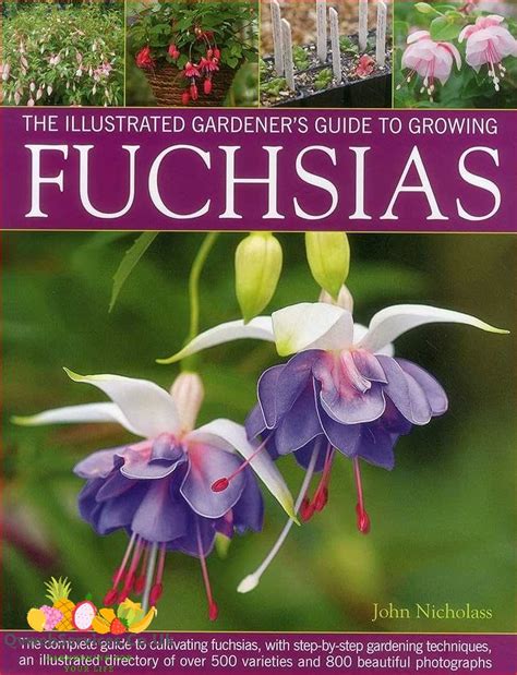 Ultimate Guide To Growing Fuchsias In Pots Tips Techniques And