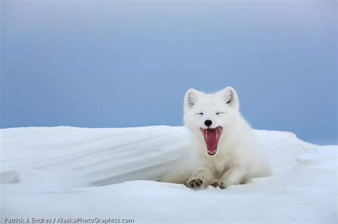 Winter Wildlife photo gallery - AlaskaPhotoGraphics