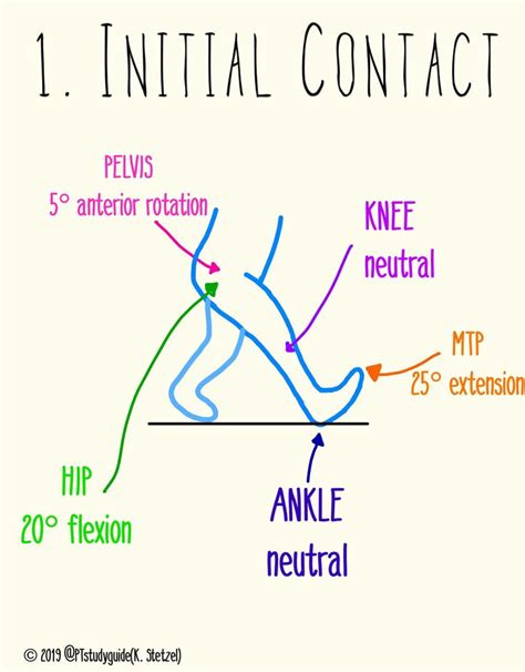 Handmade Anatomy Flashcards Laminated And Pdf Versions Available For