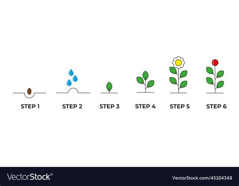 Growing plant stages seeds watering step sprout Vector Image