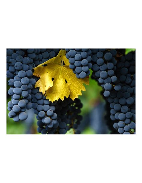 Uva Cabernet Sauvignon Mexico Vitis Vinifera Arbolito En Venta