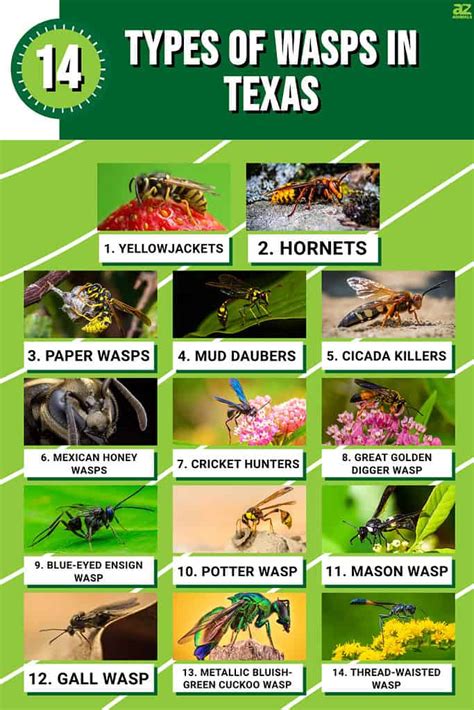 Different Species Of Wasps