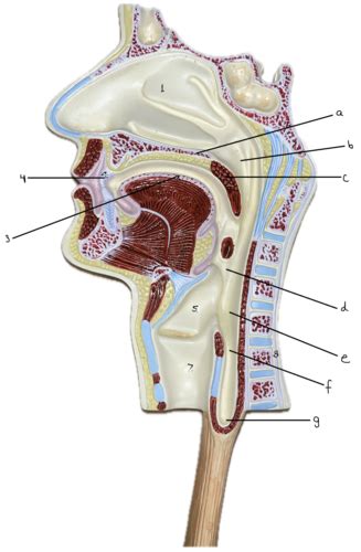 A P II Practical II Digestive System Urinary System Reproductive