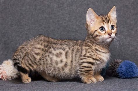 How Much Does A Munchkin Cat Cost A Guide To All Expenses