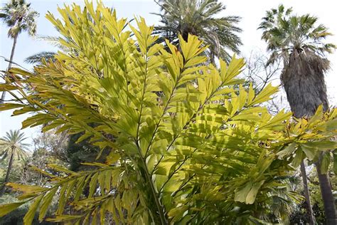 Fishtail Palm Growing And Care Guide Plantglossary