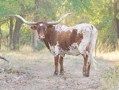 15 Awesome Reasons Why Ranchers Raise Texas Longhorn Cattle Artofit