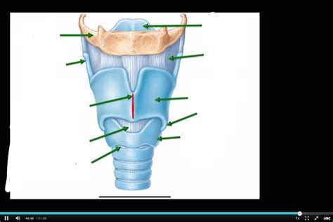 Larynx Ant View Diagram Quizlet