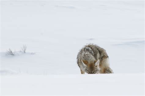 Watchful Coyote Sean Crane Photography