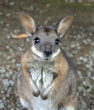 Wallaby Pet