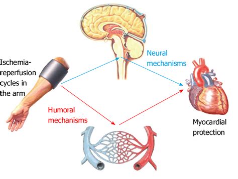 Mechanisms Of Remote Ischemic Conditioning The Cardioprotective