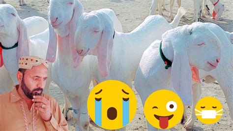 Visit To Mehman Rajanpuri Gulabi Bakray Pure White Goats