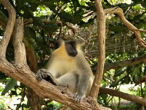 Barbados Wildlife Reserve - Southern Palms Beach Club Barbados