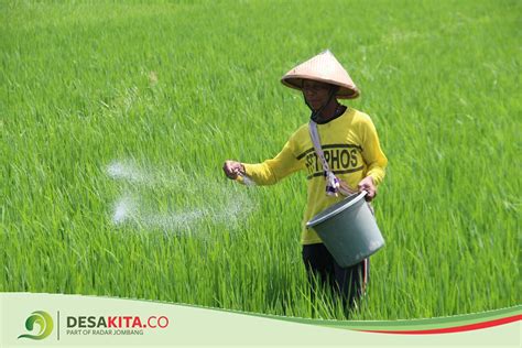 Alokasi Pupuk Bersubsidi Di Jombang Menurun Ini Penjelasan Dinas