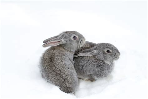 Caring for Pet Rabbits in Cold Weather » Petsoid