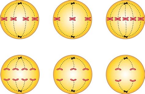 153 Chromosome 4 Humain Images, Stock Photos, 3D objects, & Vectors ...