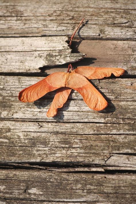 Wind dispersal stock image. Image of texture, maple, wood - 32739113