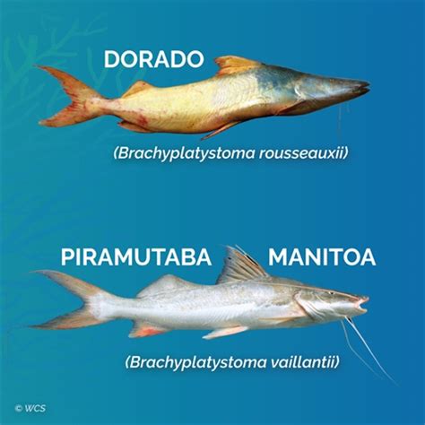 Un Hito Clave Para La Conservaci N De Los Peces Migratorios Amaz Nicos