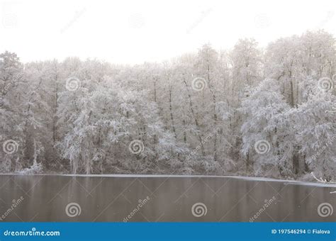 Rvores Congeladas Sobre O Lago Frio No Exterior Foto De Stock