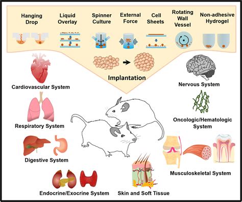 In vivo therapeutic applications of cell spheroids: Spheroid formation ...