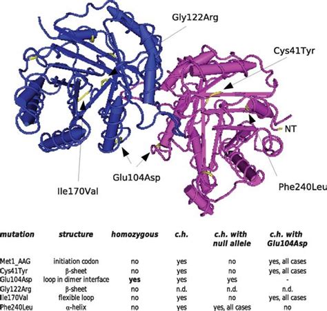 Structural model of human TPI. (Upper panel) The pathogenic TPI ...