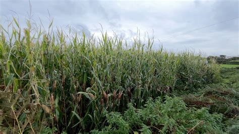 Mixed Weather Leads To Some Bumper Crops In Channel Islands Bbc News