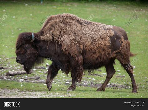 Wood Bison (Bison Image & Photo (Free Trial) | Bigstock