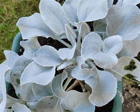 fertilizing  licorice plant  double  growth