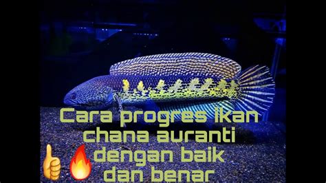 Cara Progres Ikan Chana Auranti Agar Indah Gondrong Dan Cantik Youtube