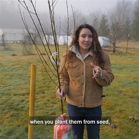 Pioneering Today Melissa K Norris How To Plant Fruit Trees For