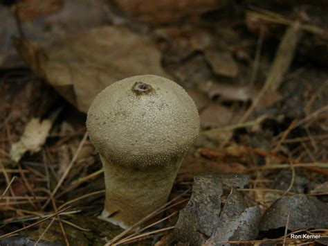 Lycoperdon Perlatum At Indiana Mushrooms