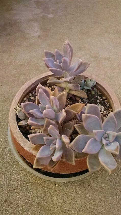 Pin By Lerryn Meza On Succulents Graptopetalum Succulents Plants