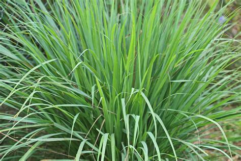 Lemongrass Seeds 100 Seeds Easy To Grow Herb Ships From Iowa Made In Usa Grow Lemon