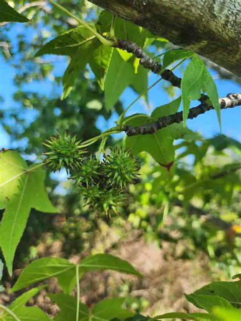 Tincture Made From Sweet Gum Tree Balls Natures Possible Tamiflu