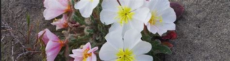 Eugene Natural History Society – "Dedicated to the enjoyment, conservation, and exploration of ...