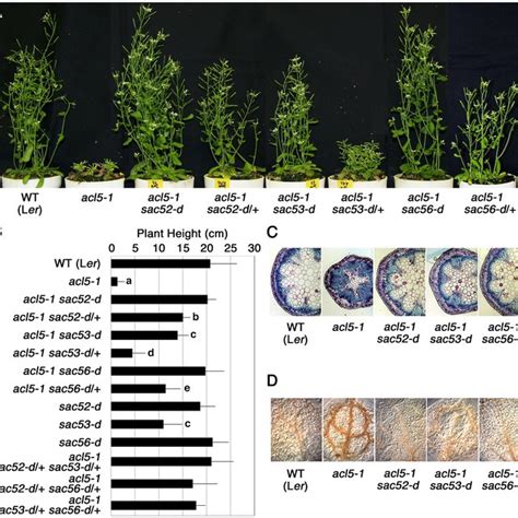 Phenotypes Of Acl And Sac Mutants A Gross Morphology Of