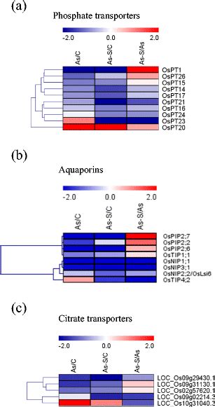 Expression Profile Of As Transporter Genes In Rice Grains Treated With